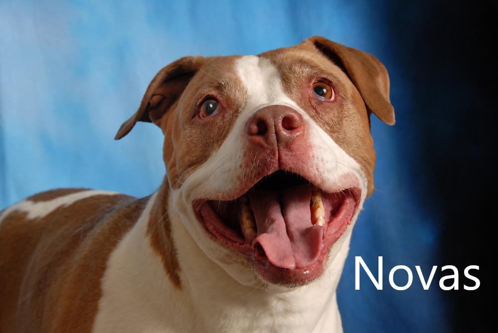 Novas, Adoptable, Senior Female Pit Bull Terrier.