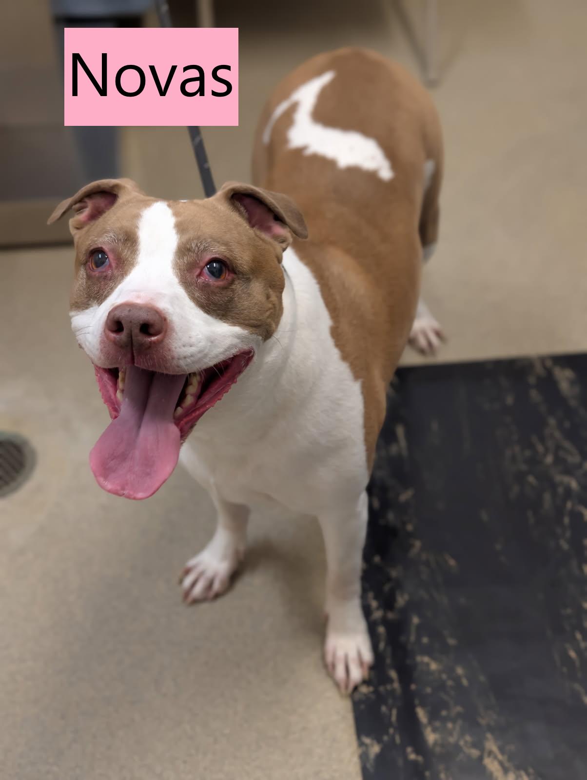 Enlarge Novas, a Adoptable Pit Bull Terrier in Mount Vernon, OH image 2/2