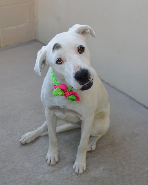 Enlarge Birdie, a Adoptable Pit Bull Terrier in McKinney, TX image 1/1