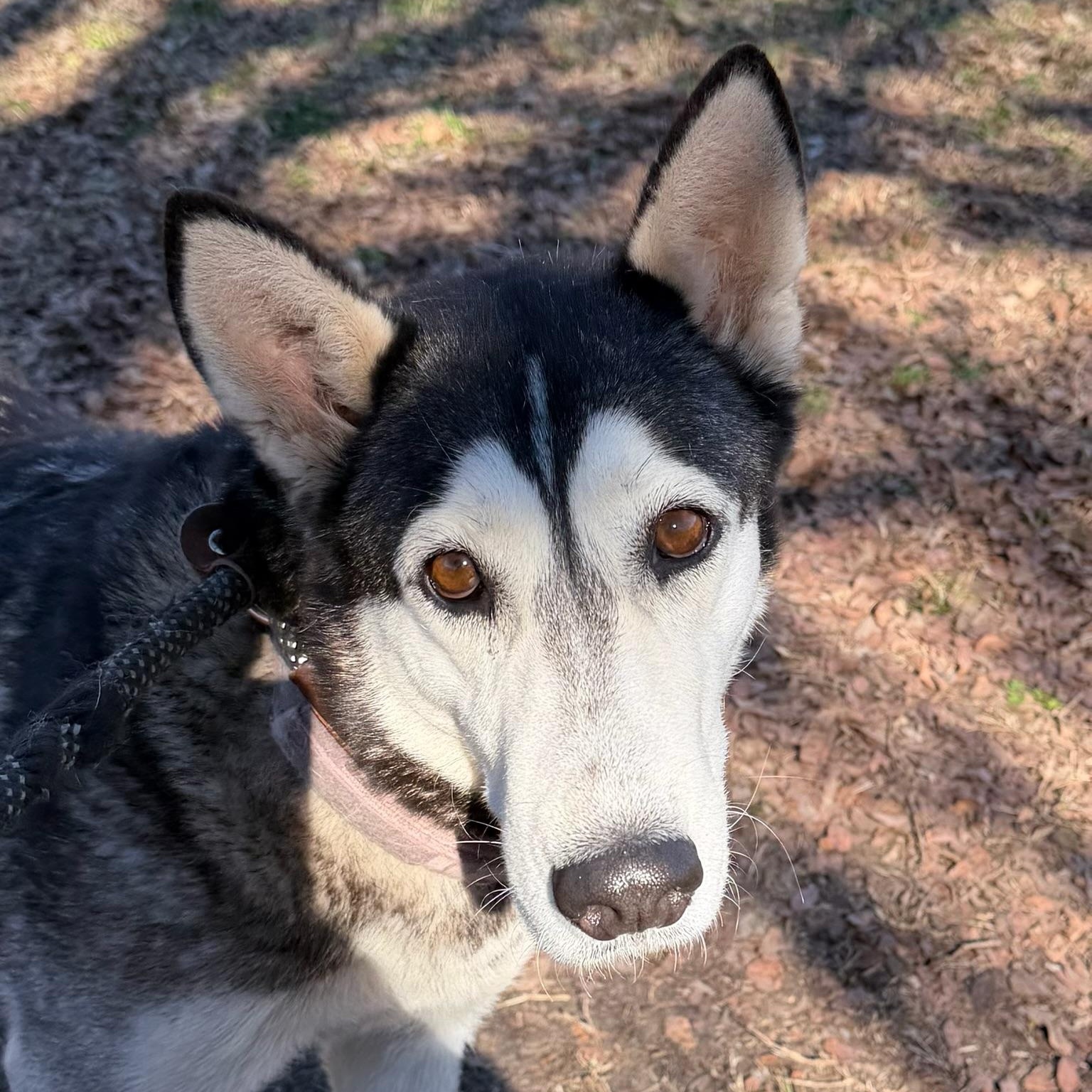 Enlarge Luv, a ADOPTABLE mixed breed in Sherman, TX image 4/4
