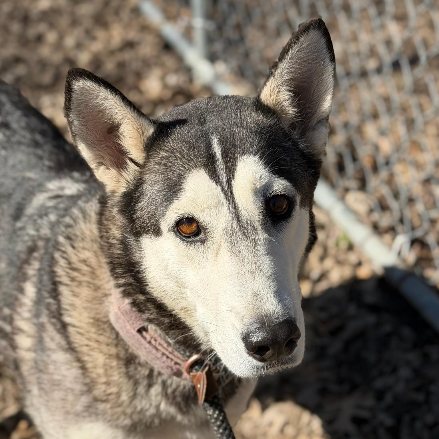 Enlarge Luv, a ADOPTABLE mixed breed in Sherman, TX image 2/4