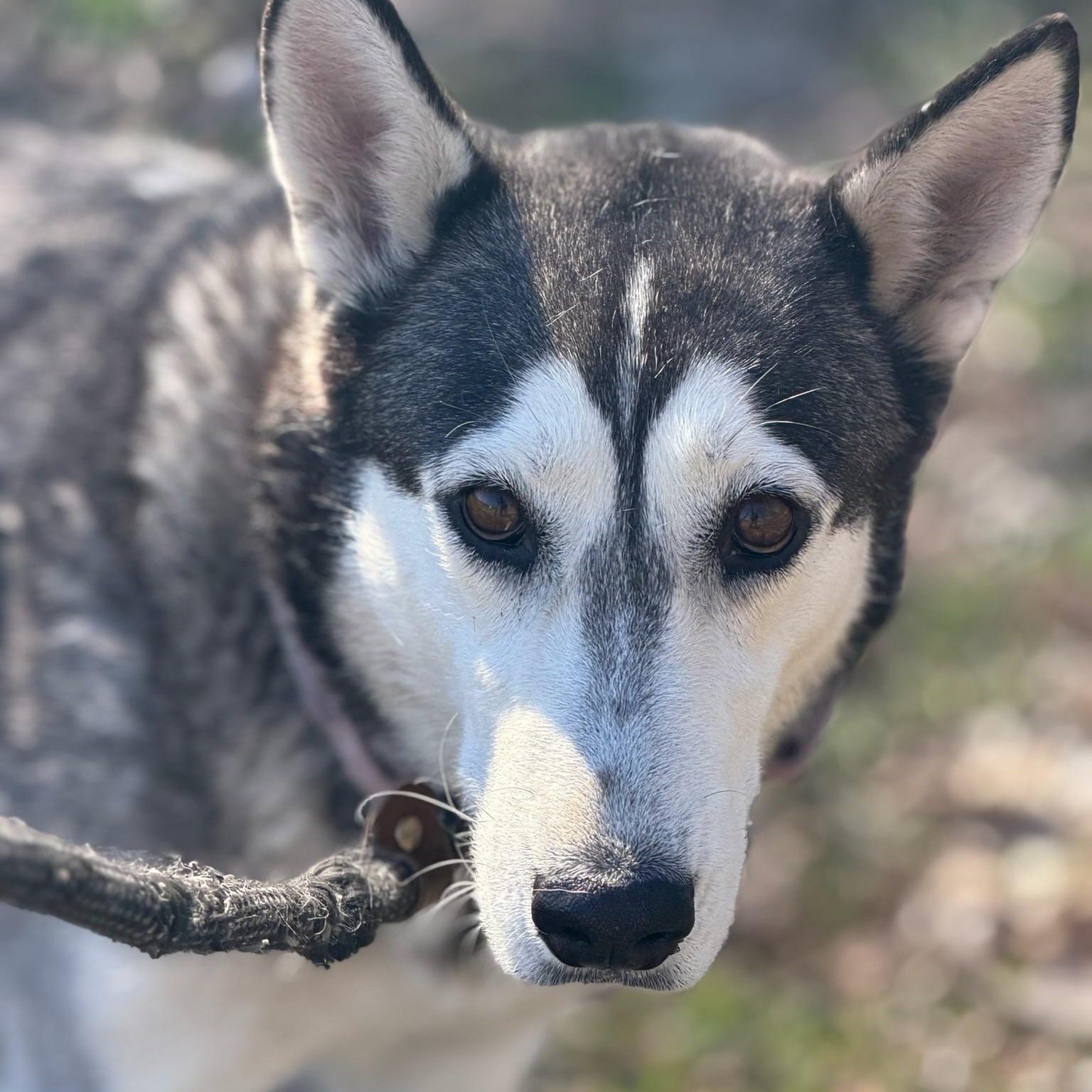 Enlarge Luv, a ADOPTABLE mixed breed in Sherman, TX image 3/4