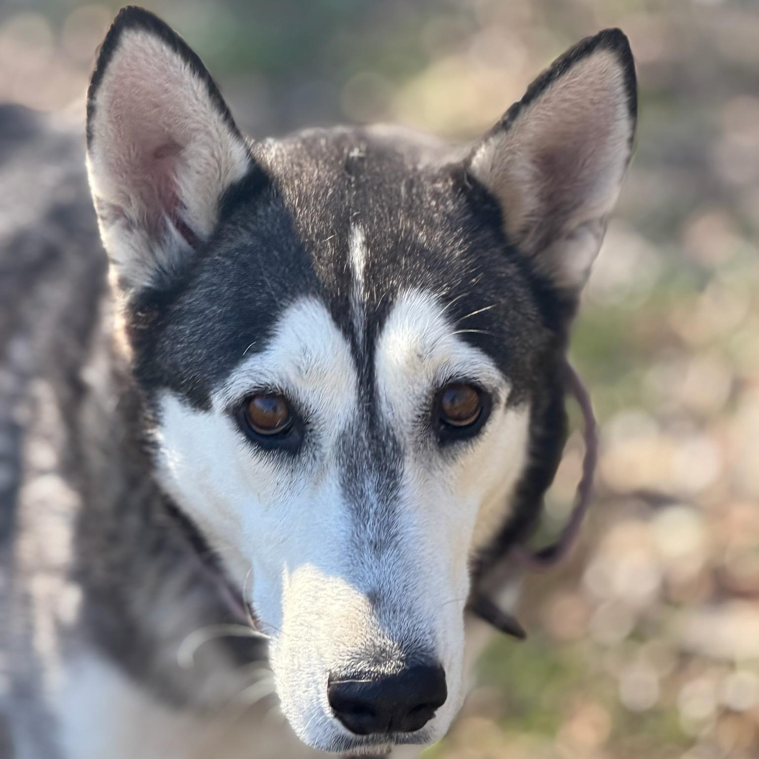 Luv, ADOPTABLE, Adult Female Husky.