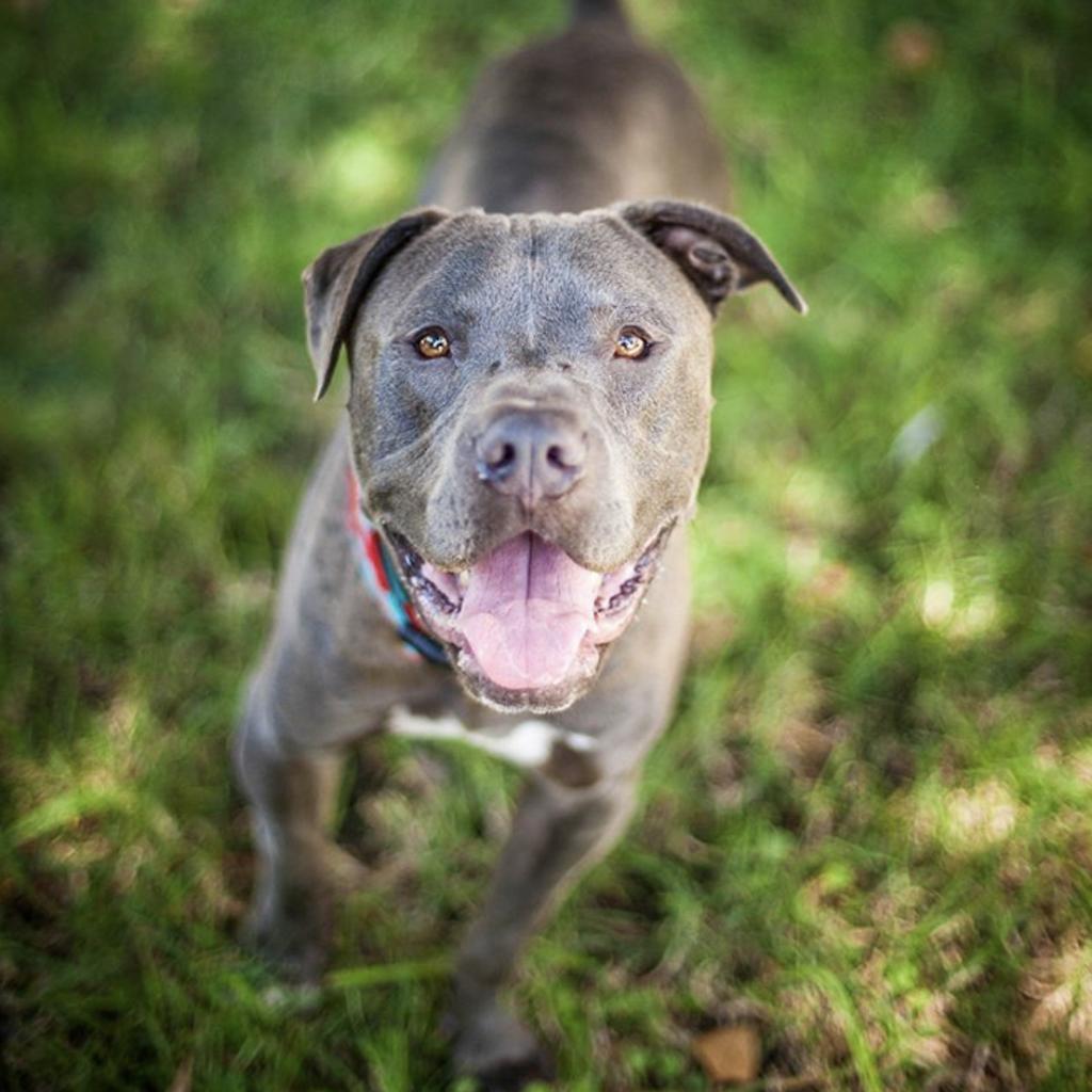 Balue, a Adoptable Pit Bull Terrier in Los Angeles, CA image 6/6