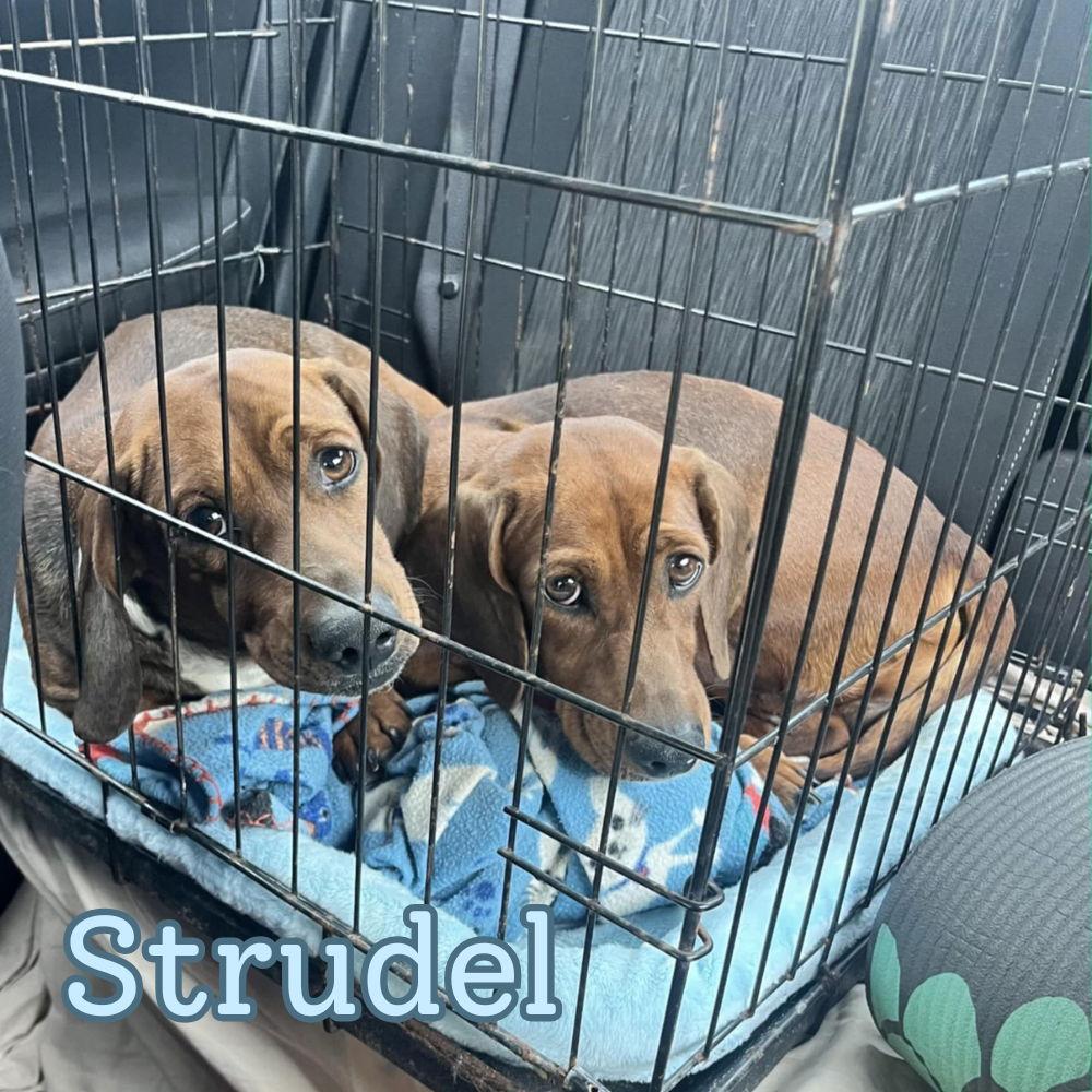 Enlarge Strudel, a Adopted Dachshund in San Antonio, TX image 1/3