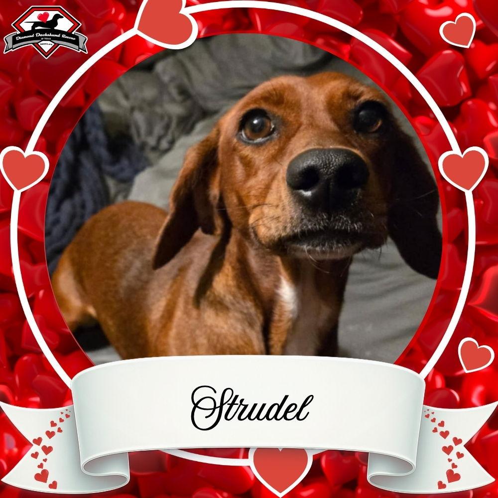 Enlarge Strudel, a Adopted Dachshund in San Antonio, TX image 2/3
