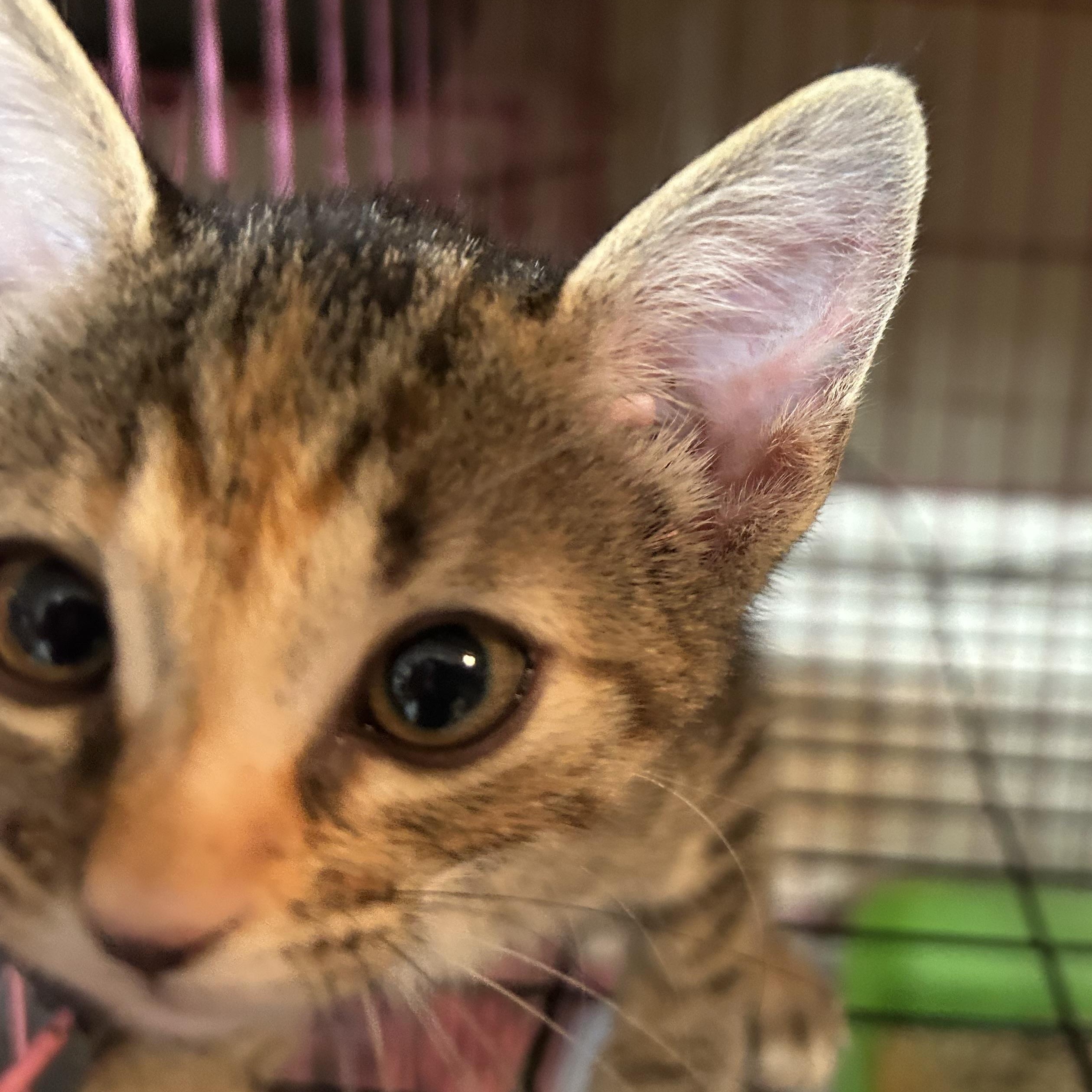 Enlarge Freckles, a Adopted mixed breed in New Orleans, LA image 1/3
