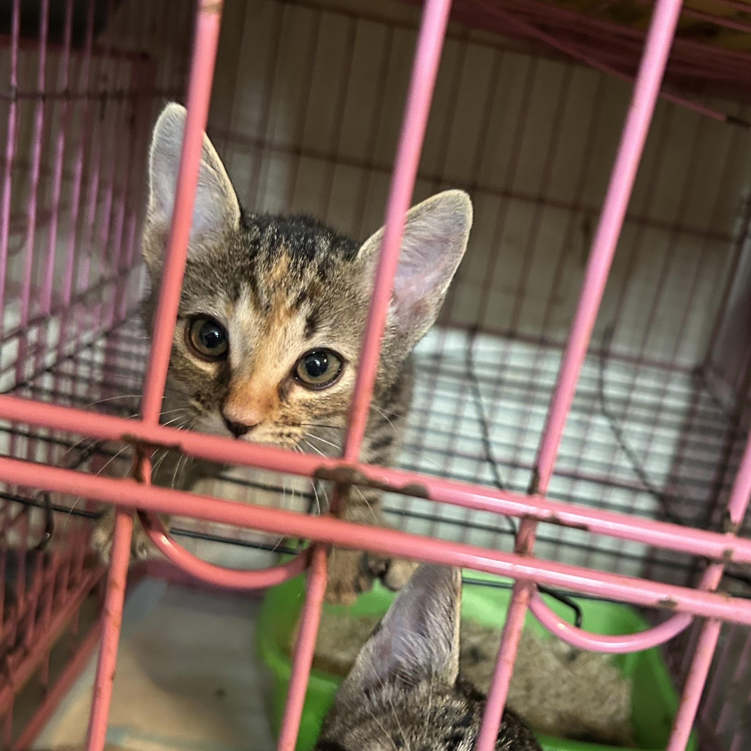 Enlarge Freckles, a Adopted mixed breed in New Orleans, LA image 2/3