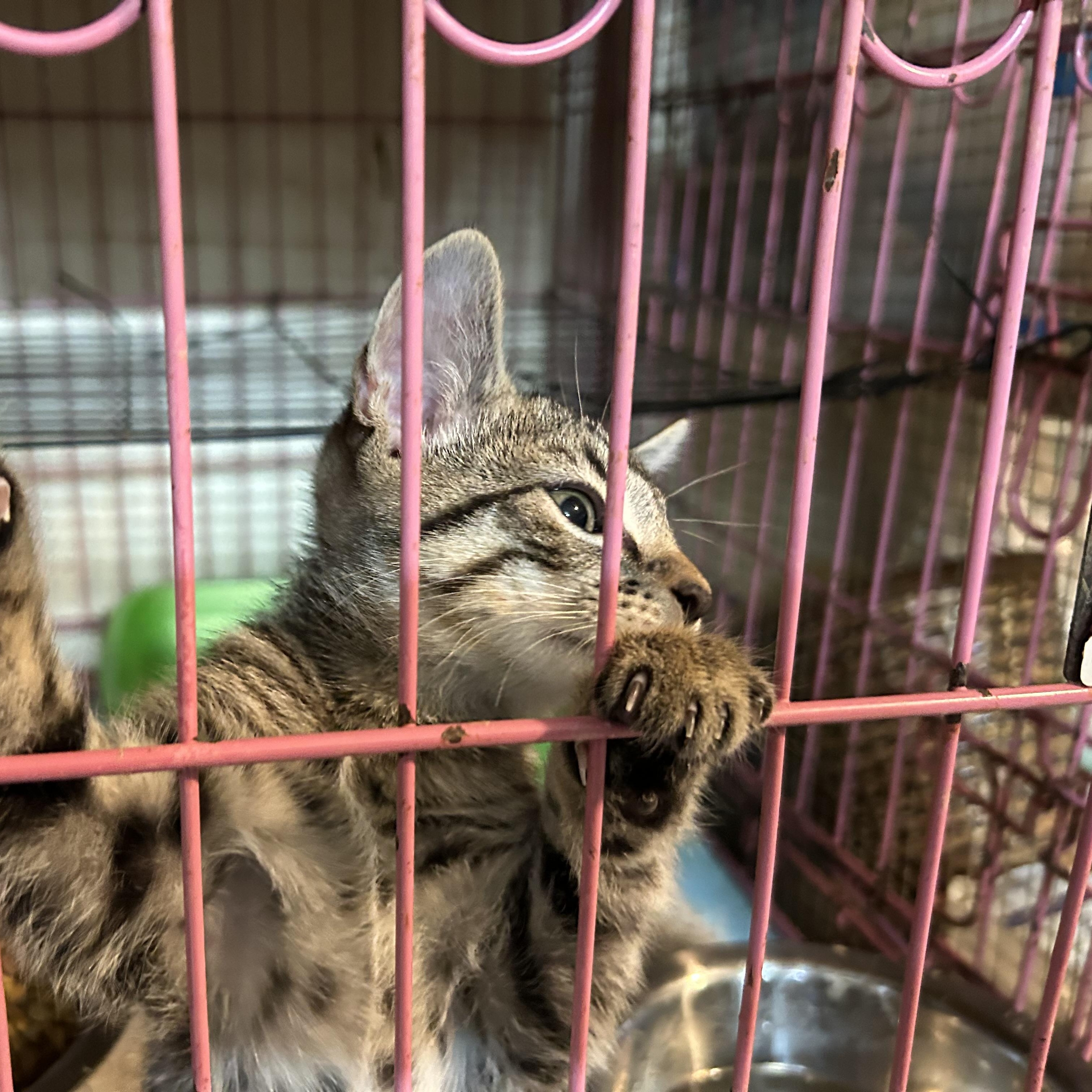 Enlarge Freckles, a Adopted mixed breed in New Orleans, LA image 3/3