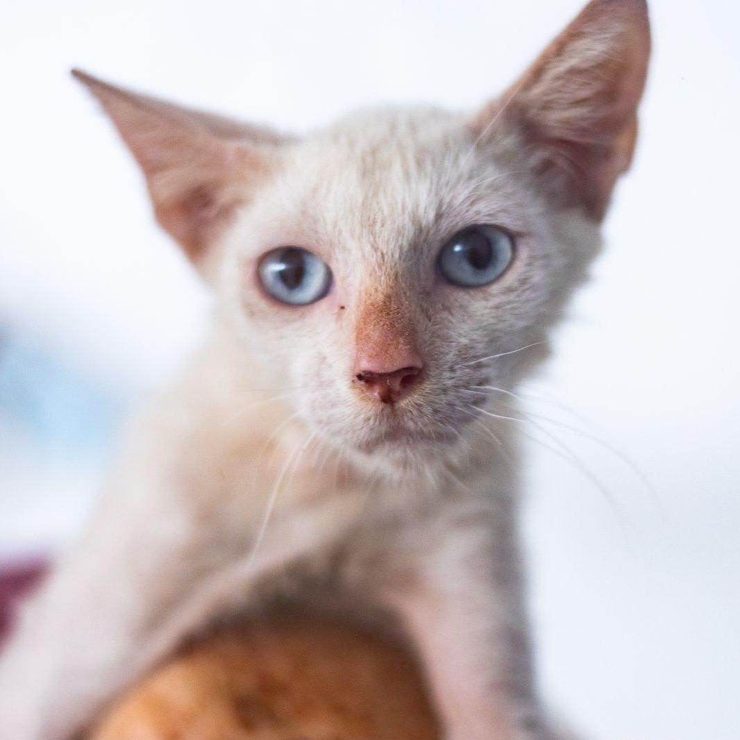 Copito, ADOPTABLE, Young Male Domestic Short Hair.