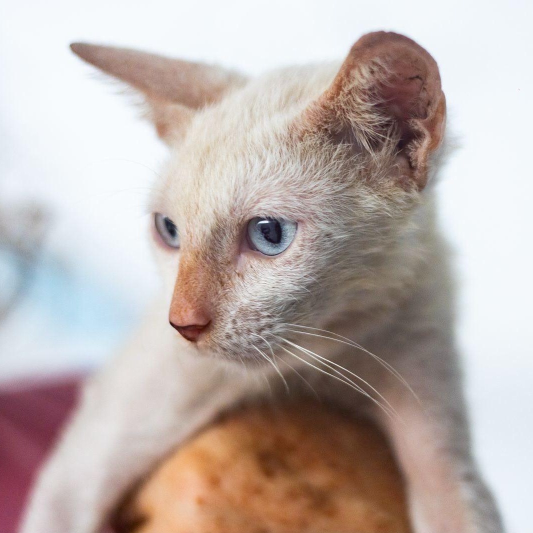 Enlarge Copito, a ADOPTABLE Domestic Short Hair in New York, NY image 4/4