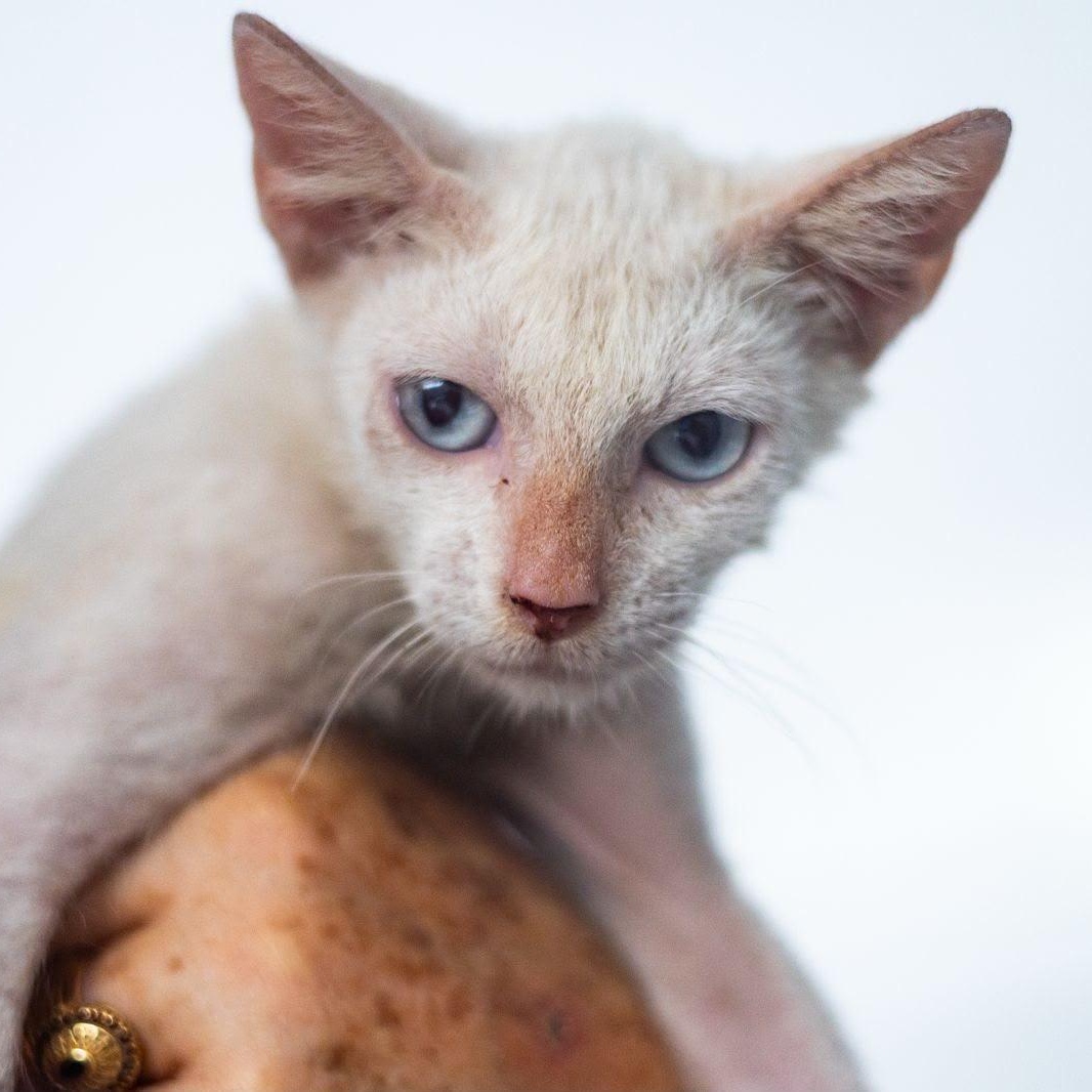 Enlarge Copito, a ADOPTABLE Domestic Short Hair in New York, NY image 2/4