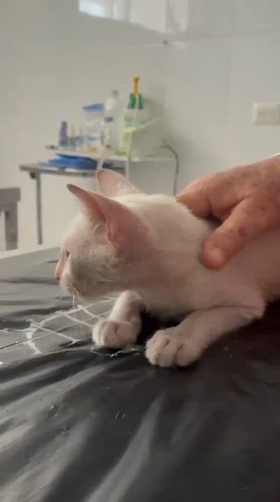 Enlarge Copito, a ADOPTABLE Domestic Short Hair in New York, NY video 3/4