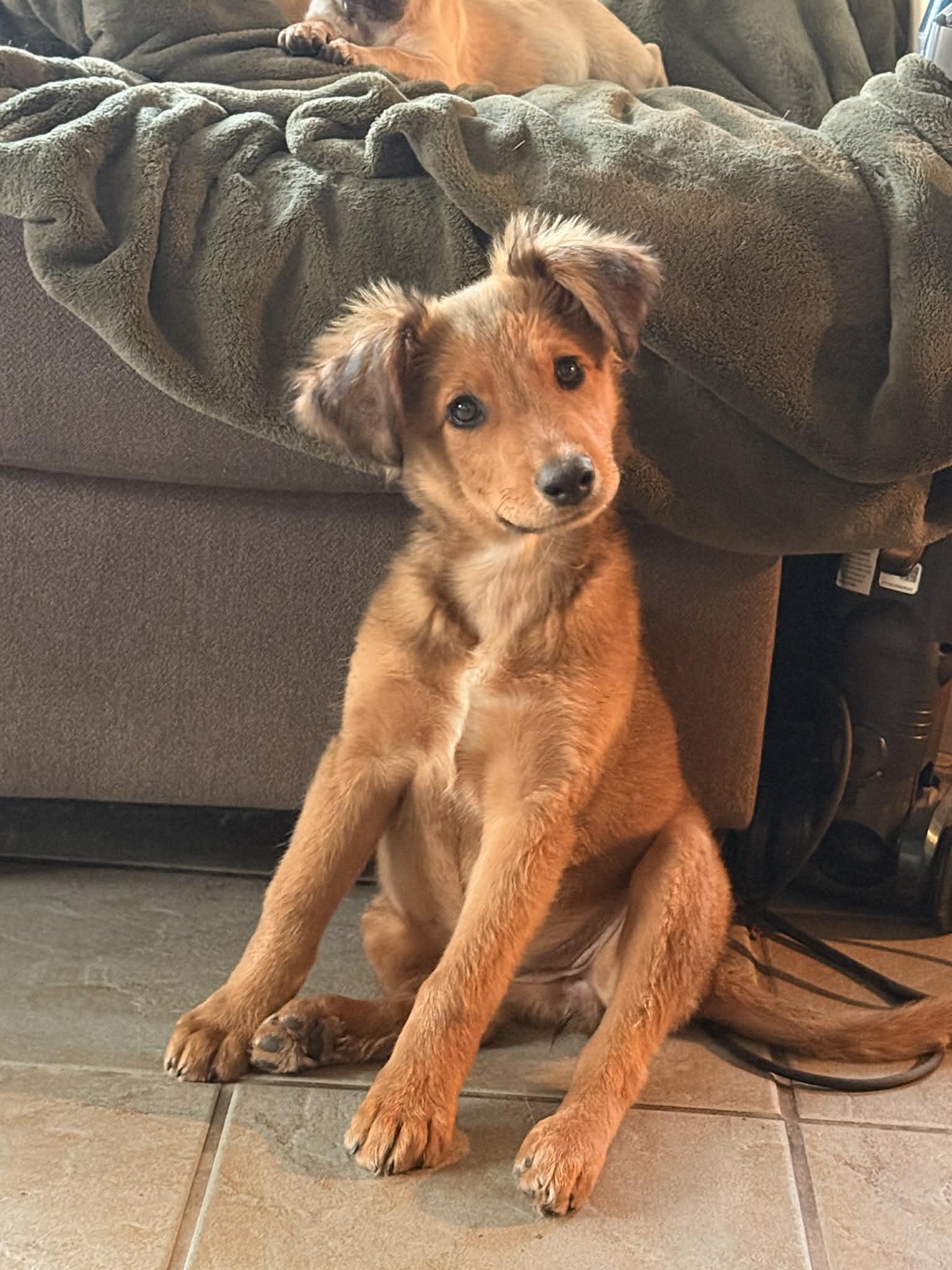 Enlarge Danika, an adopted mixed breed in Beavercreek, OR image 5/6