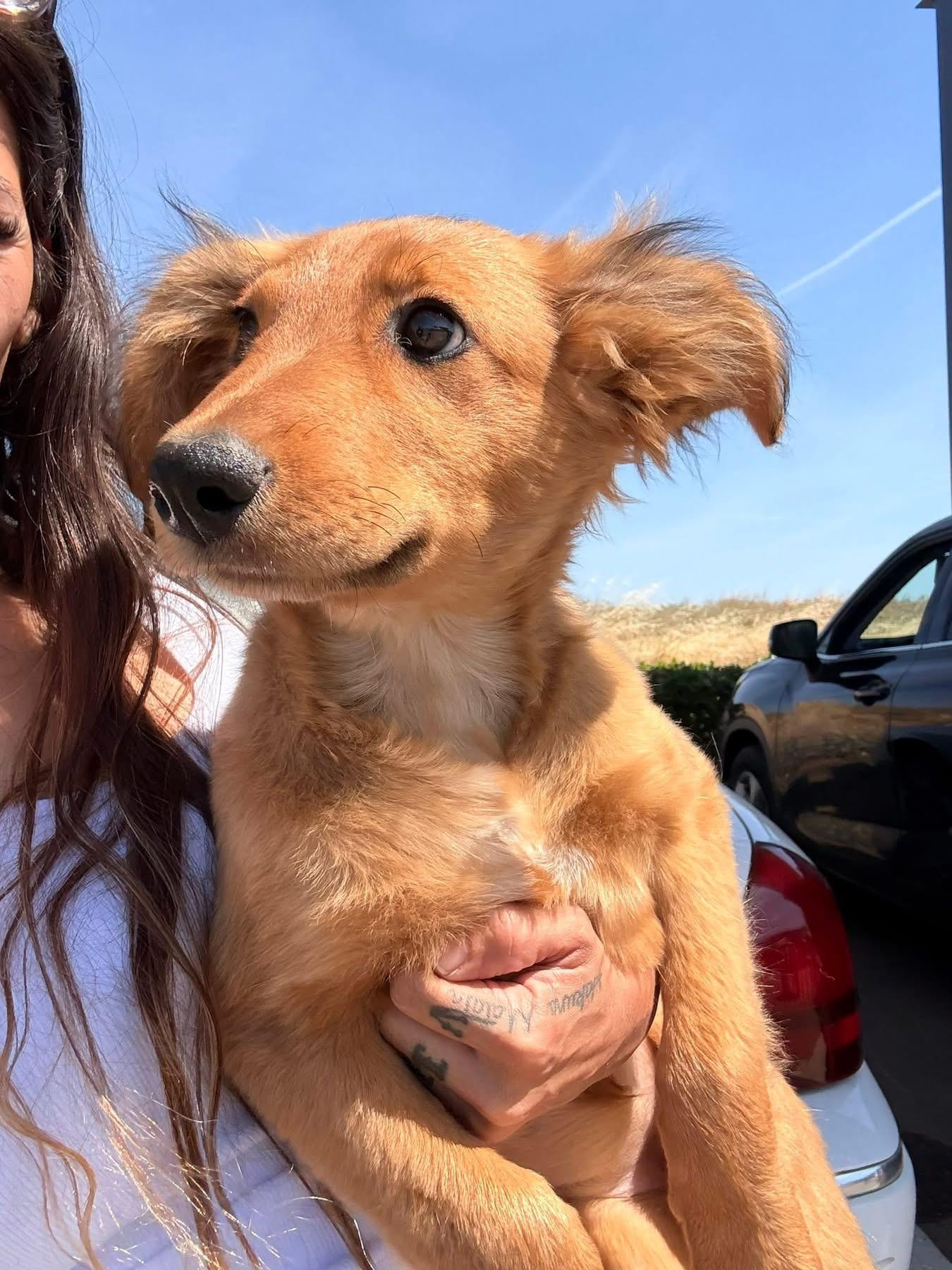 Enlarge Danika, an adopted mixed breed in Beavercreek, OR image 2/6