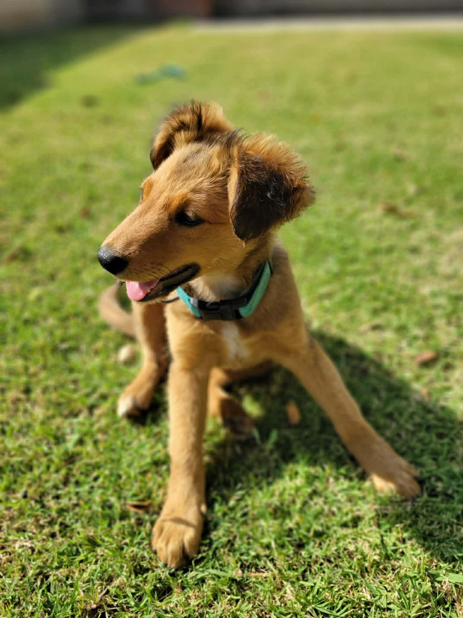Enlarge Danika, an adopted mixed breed in Beavercreek, OR image 3/6