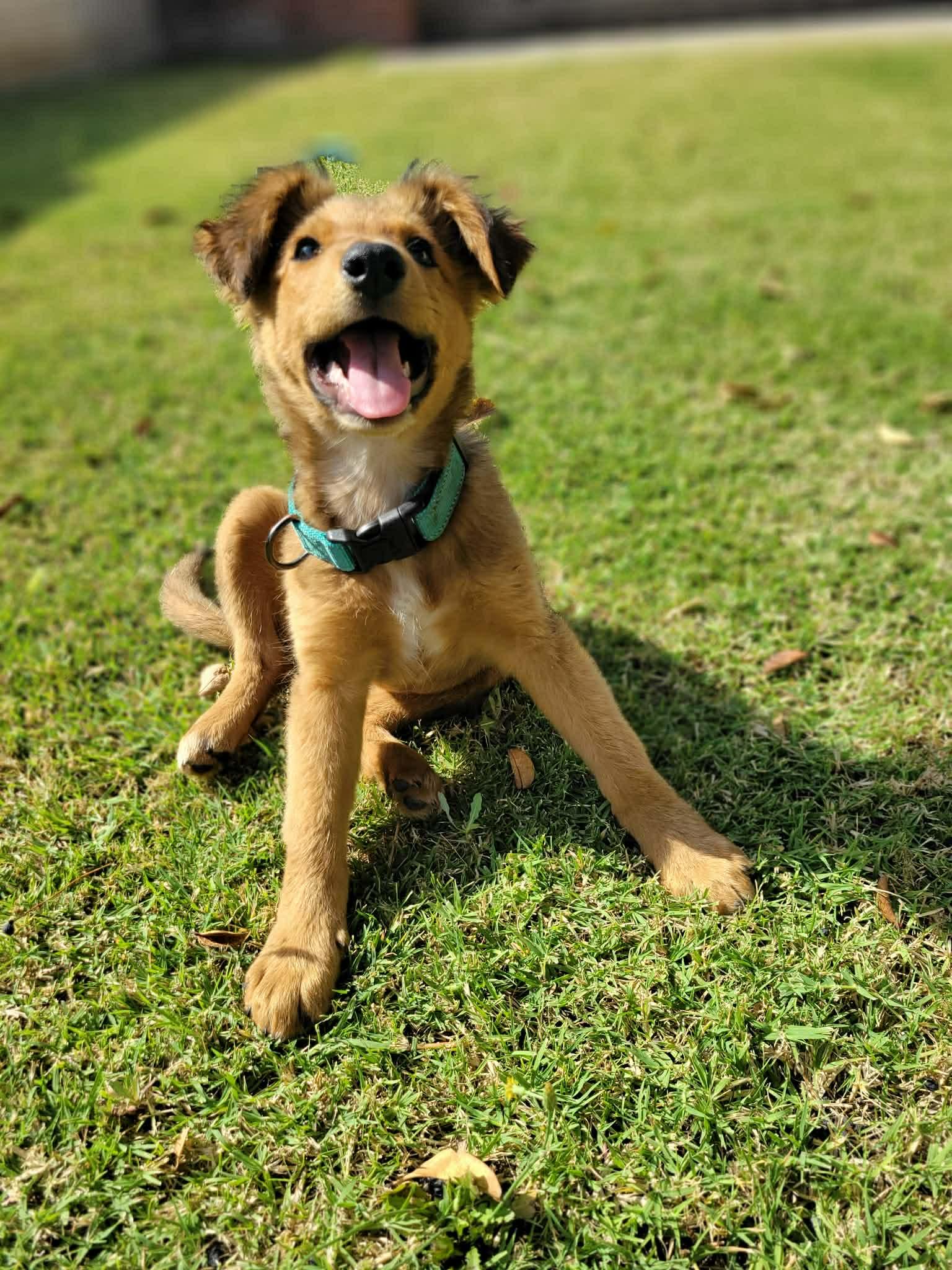 Enlarge Danika, an adopted mixed breed in Beavercreek, OR image 4/6