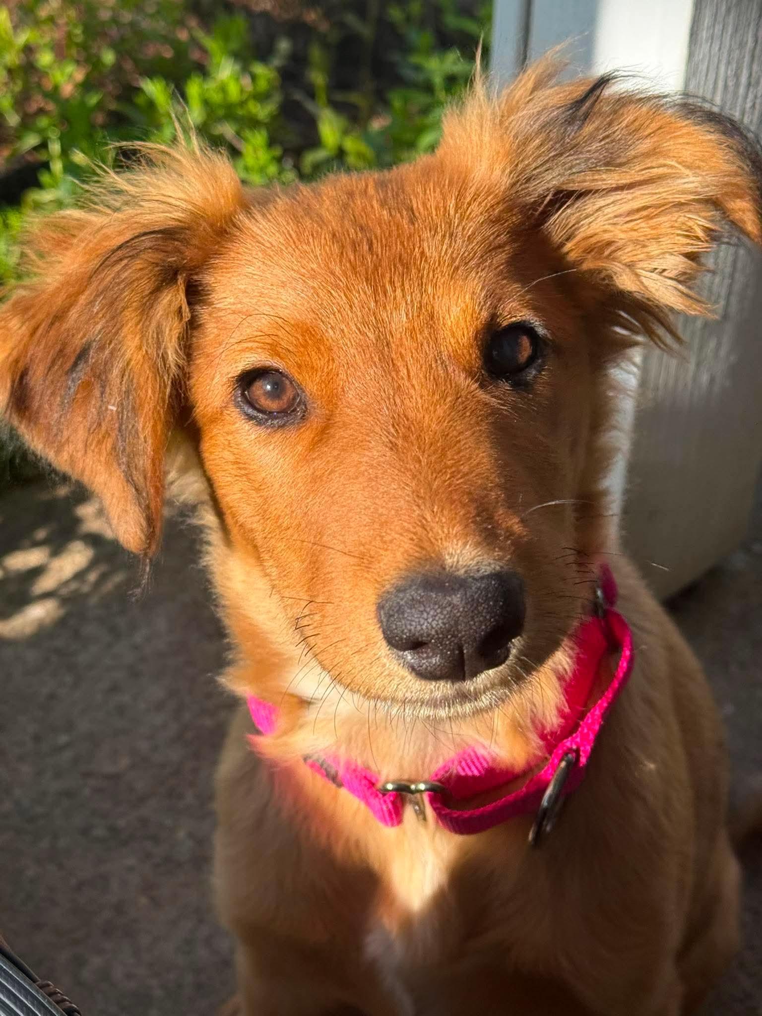 Enlarge Danika, an adopted mixed breed in Beavercreek, OR image 1/6