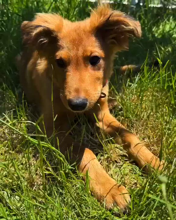 Enlarge Danika, an adopted mixed breed in Beavercreek, OR video 6/6
