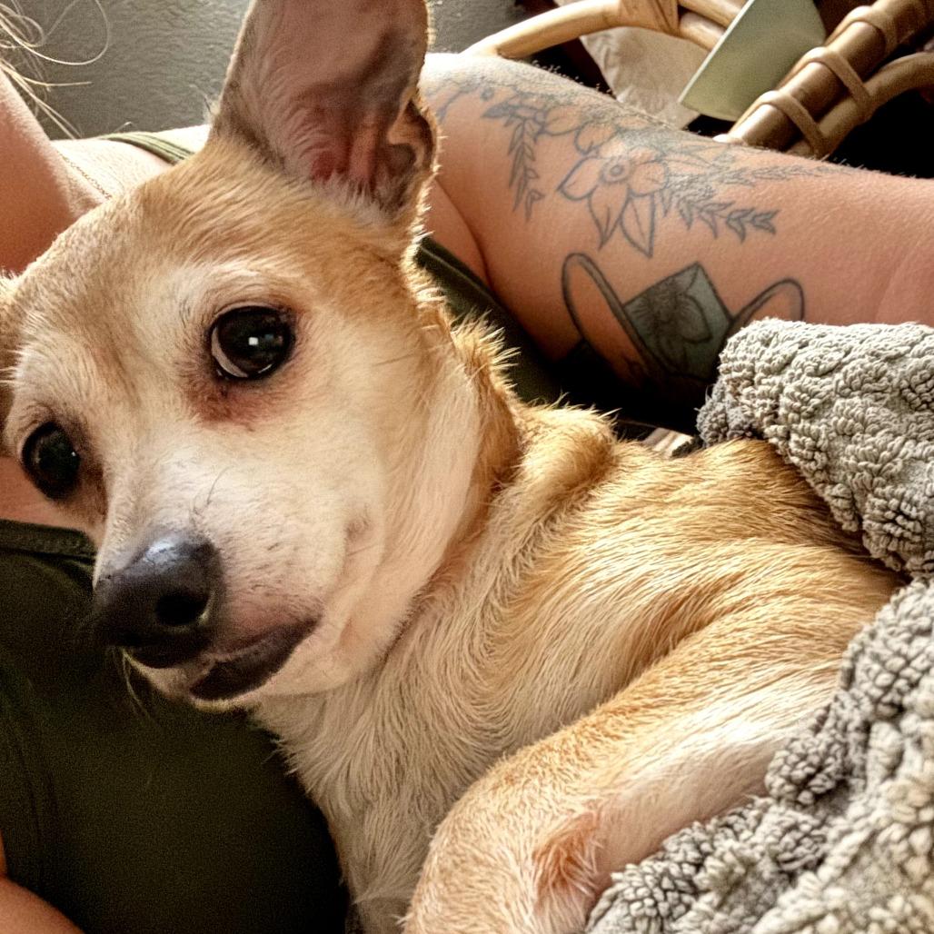 Piglet, Adoptable, Adult Female Chihuahua.