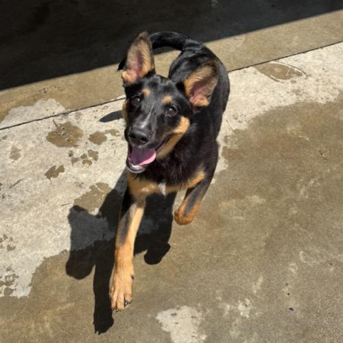 Ricky, Adoptable, Puppy Male Shepherd & Mixed Breed.
