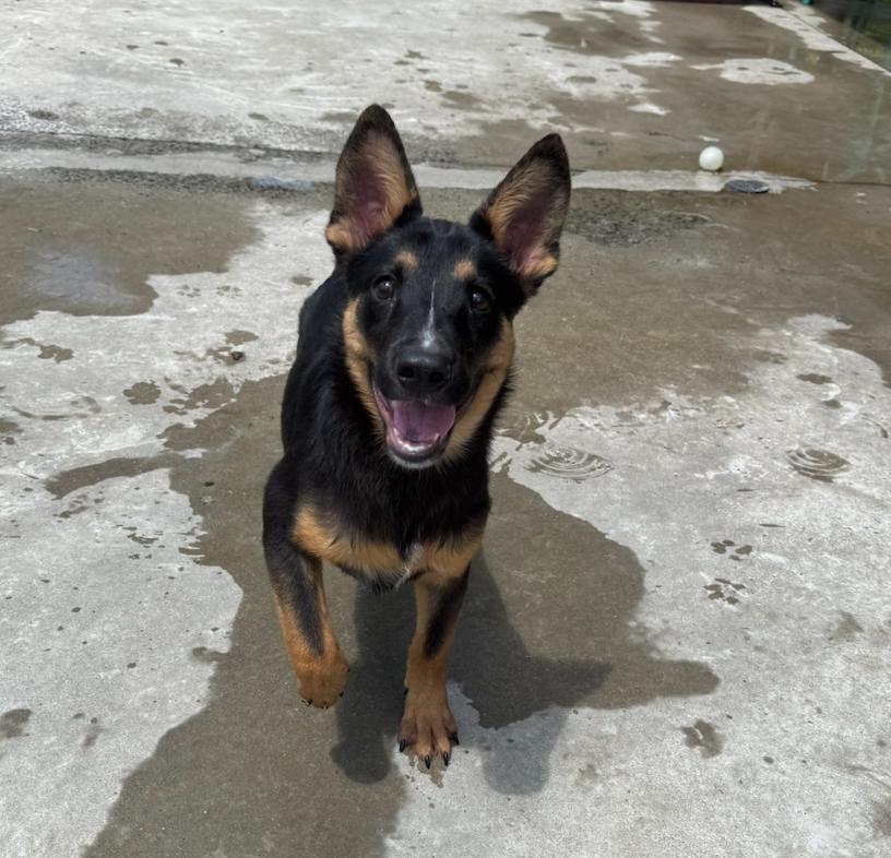 Ricky, a Adoptable mixed breed in Hamden, CT image 2/5