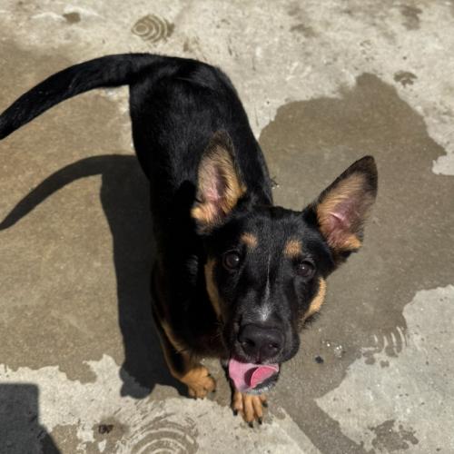 Ricky, a Adoptable mixed breed in Hamden, CT image 3/5