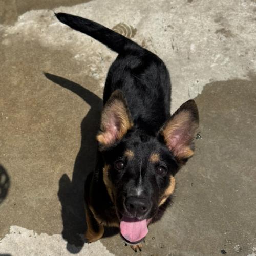 Ricky, a Adoptable mixed breed in Hamden, CT image 5/5