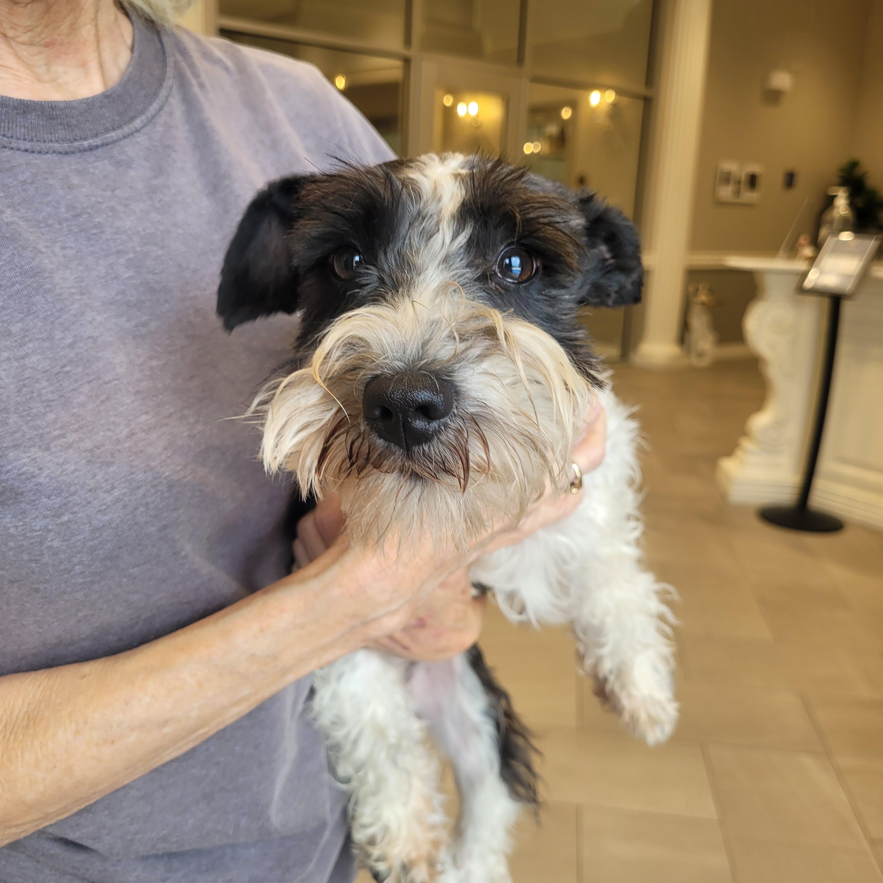 Pets for adoption from Miniature Schnauzer Rescue of North Texas