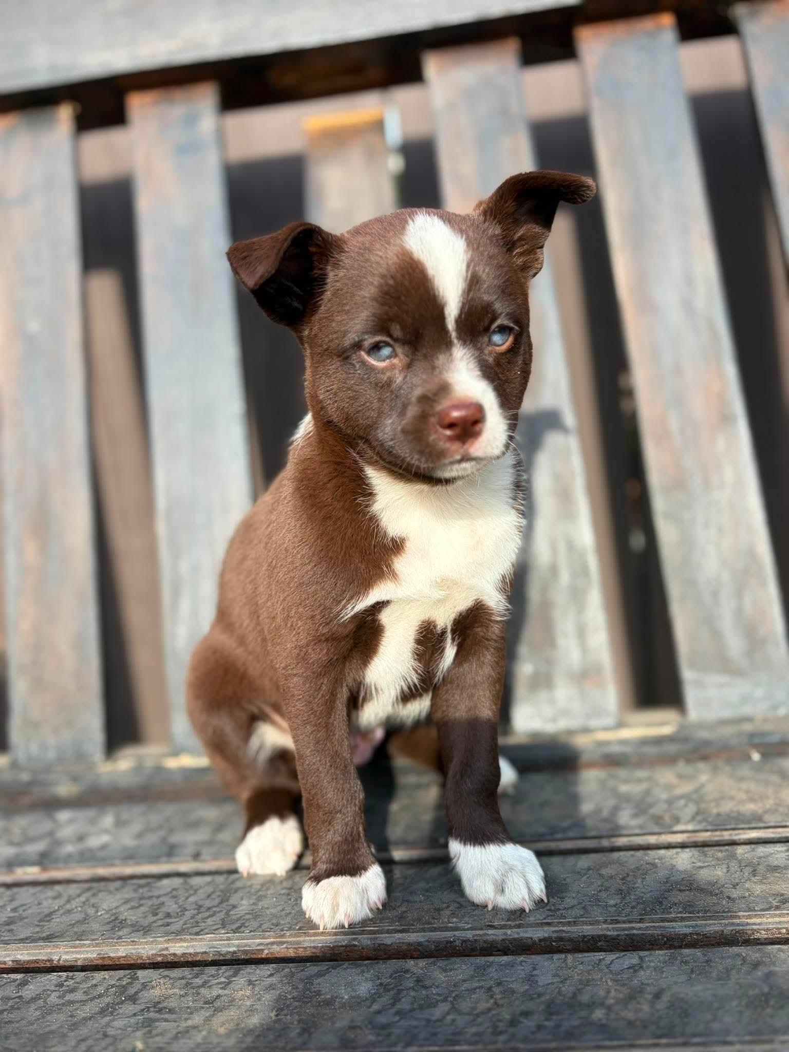 Beau, an adopted mixed breed in Lodi, CA image 2/3