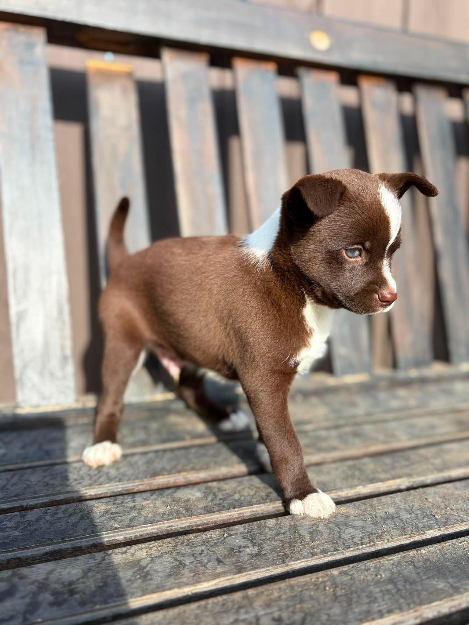 Beau, an adopted mixed breed in Lodi, CA image 3/3
