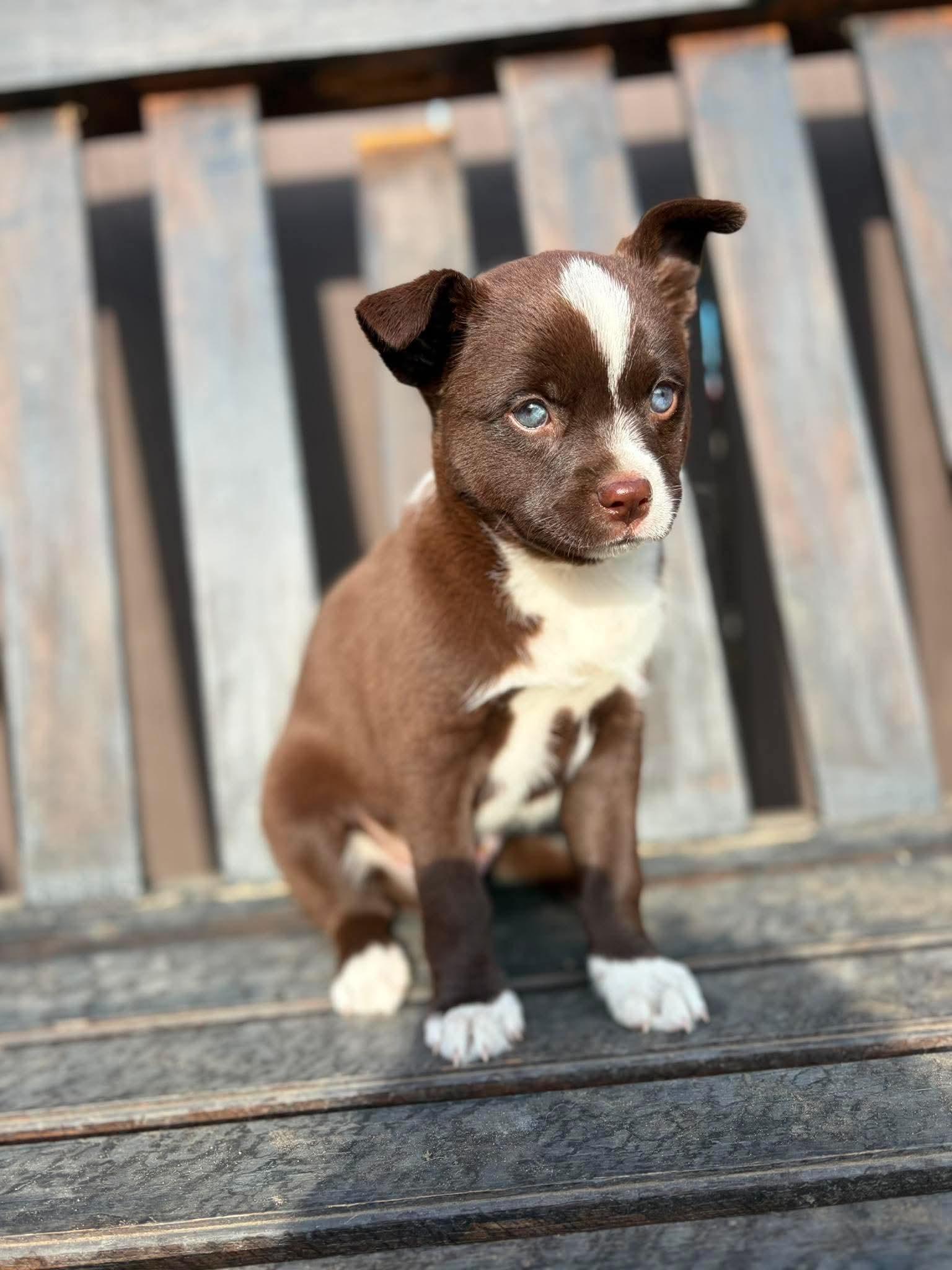 Beau, adopted, Puppy Male Jack Russell Terrier.