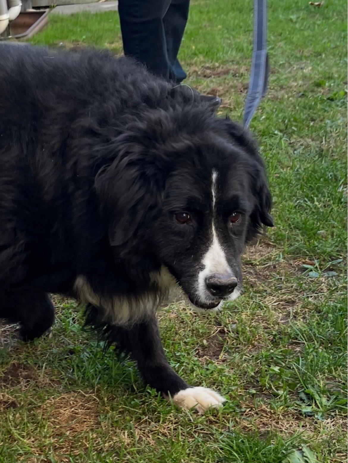 Enlarge Watson, a Adoptable mixed breed in Oakville, ON image 5/6