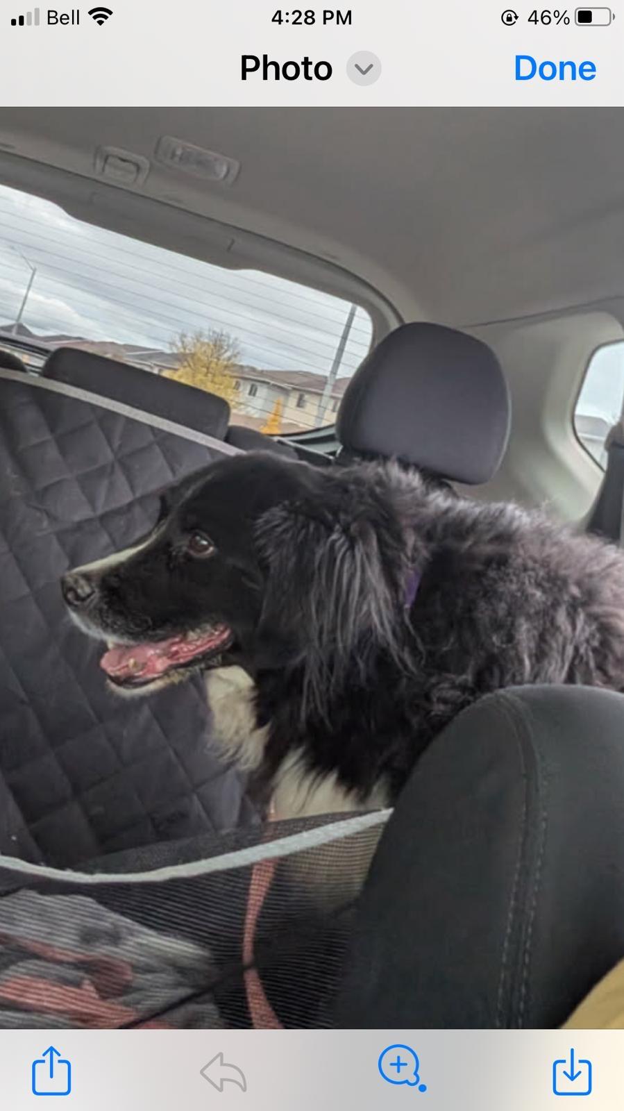 Enlarge Watson, a Adoptable mixed breed in Oakville, ON image 6/6