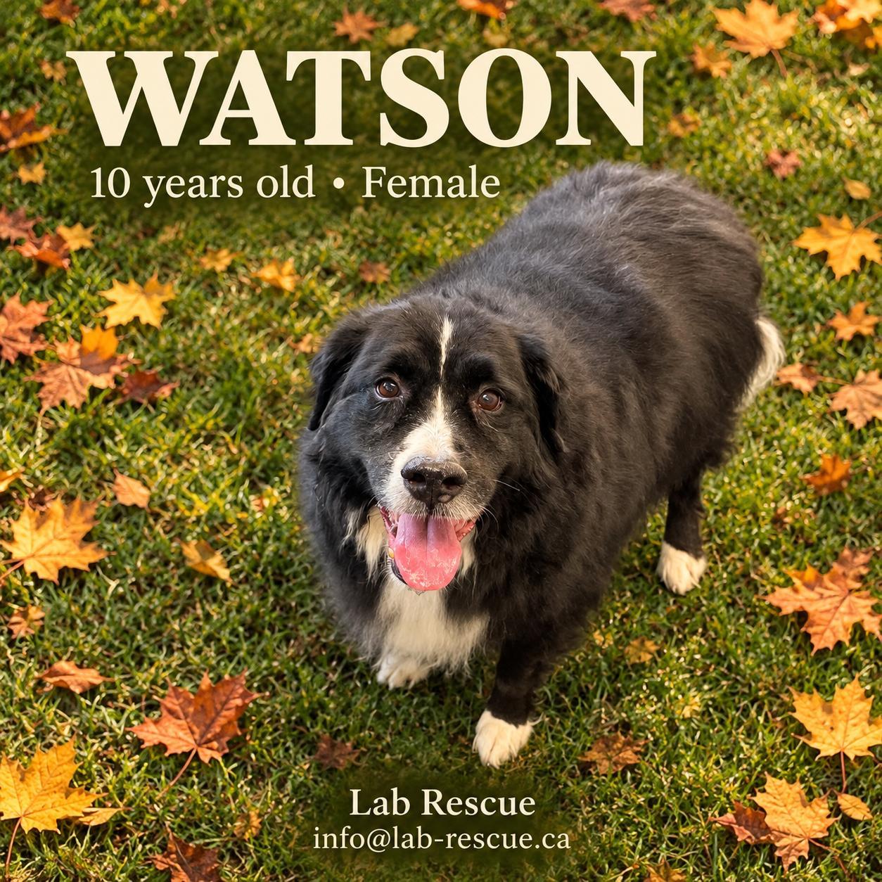 Watson, Adoptable, Senior Female Bernese Mountain Dog & Labrador Retriever.