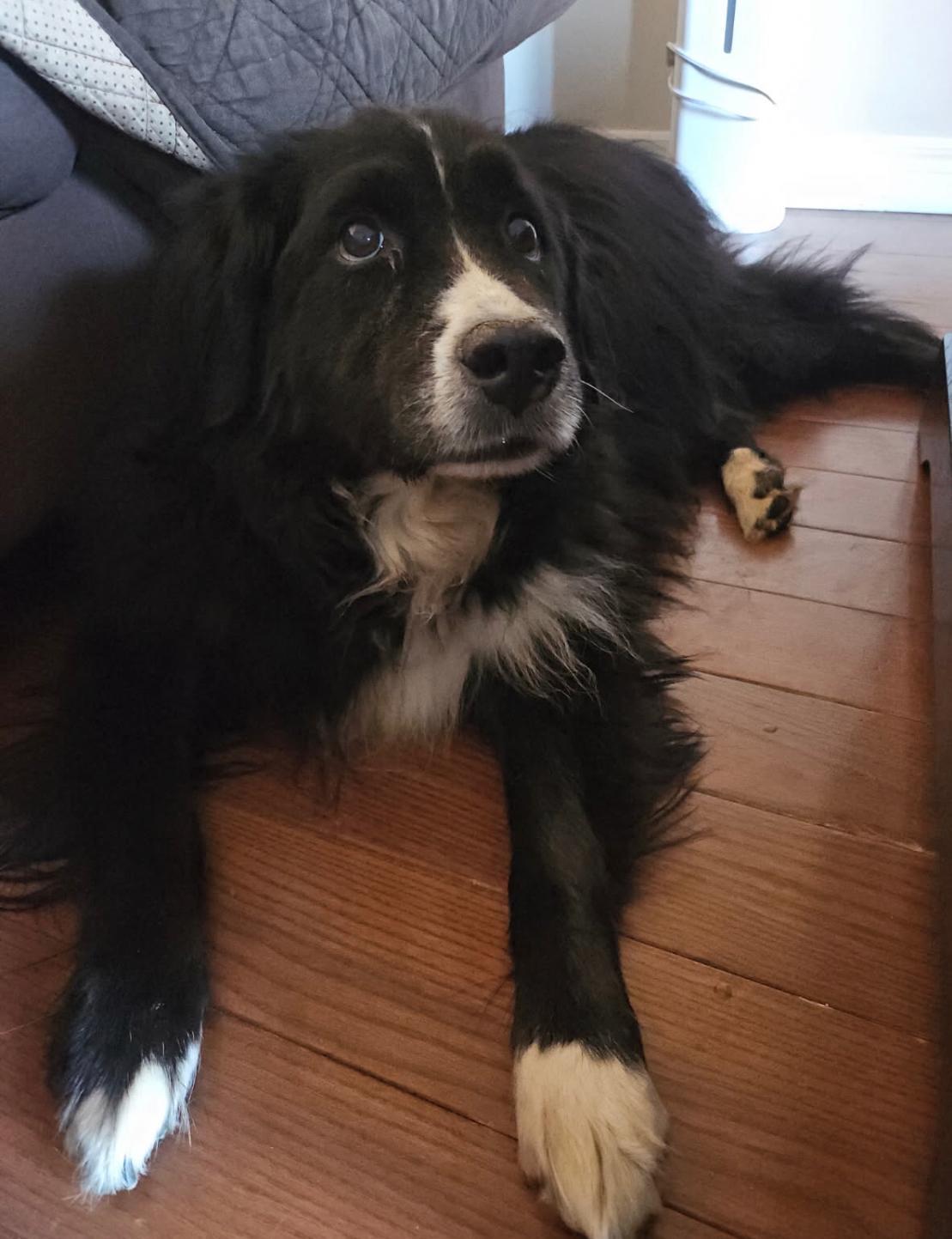 Enlarge Watson, a Adoptable mixed breed in Oakville, ON image 2/6