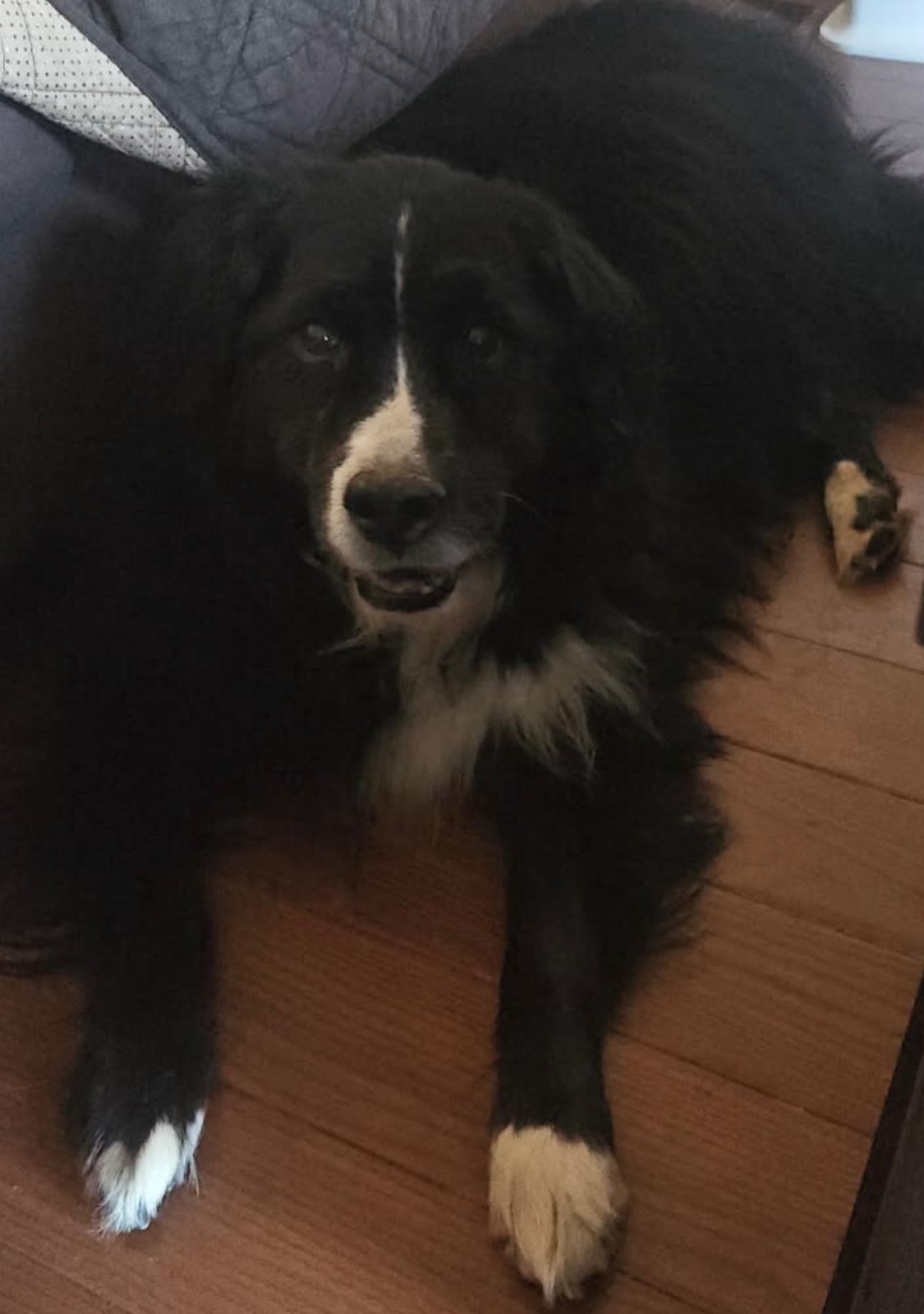 Enlarge Watson, a Adoptable mixed breed in Oakville, ON image 4/6