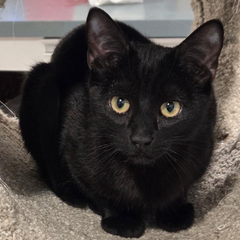 Enlarge Billy, a ADOPTABLE Domestic Short Hair in west Warwick, RI image 1/1