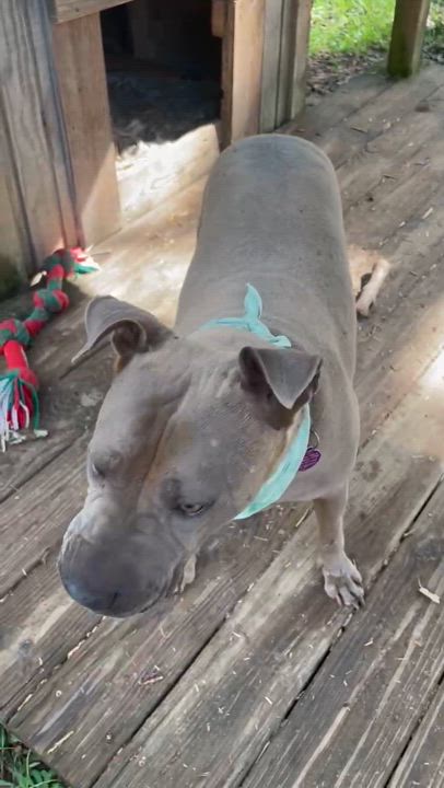 Enlarge Scarlett, a Adoptable mixed breed in Allentown, PA video 6/6