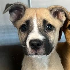 Enlarge 26-660, a Adoptable Black Mouth Cur in Los Banos, CA image 1/1
