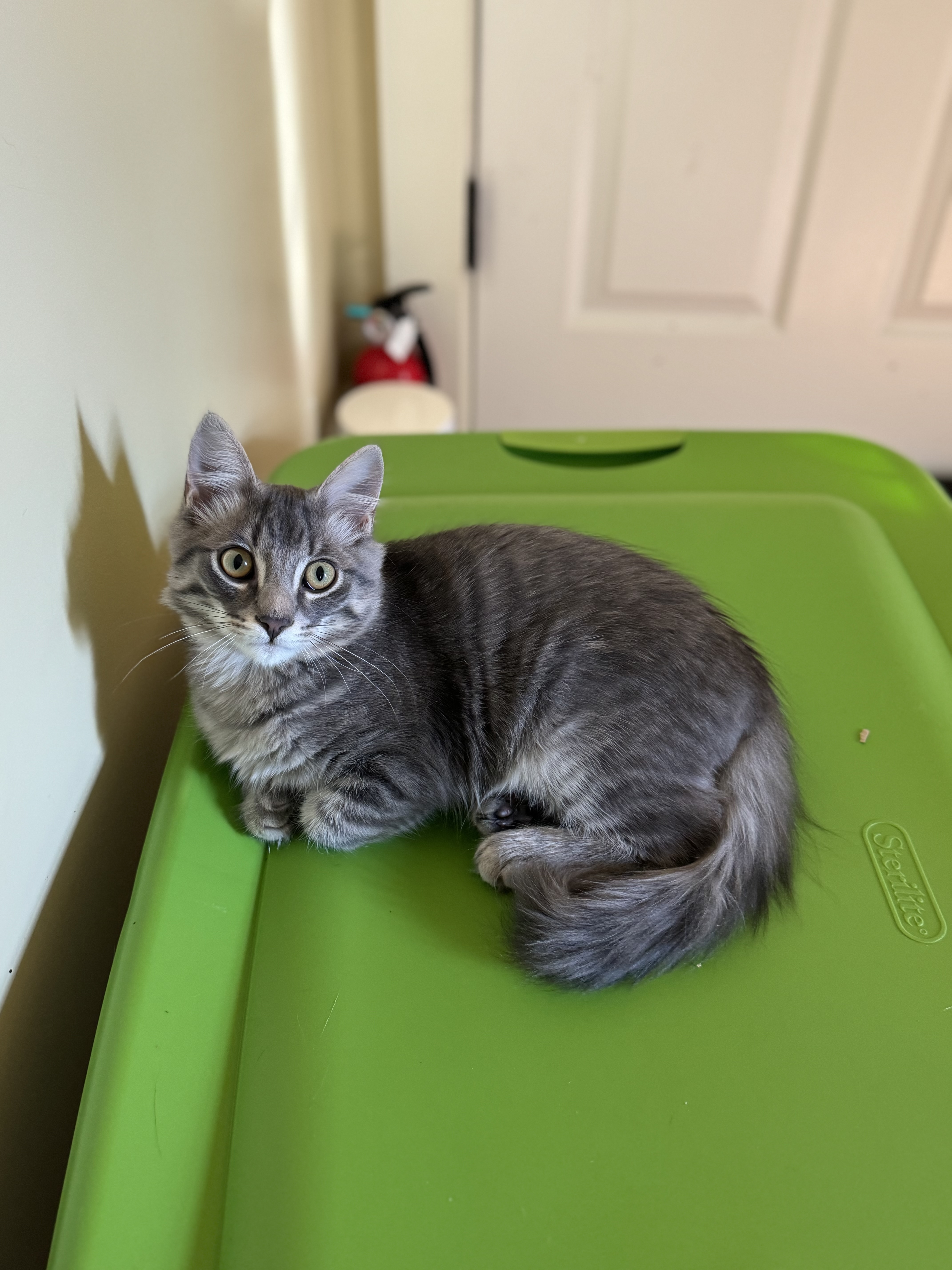 Fergus (bonded with Claire), a Adopted Domestic Long Hair in Crossville, TN image 1/4