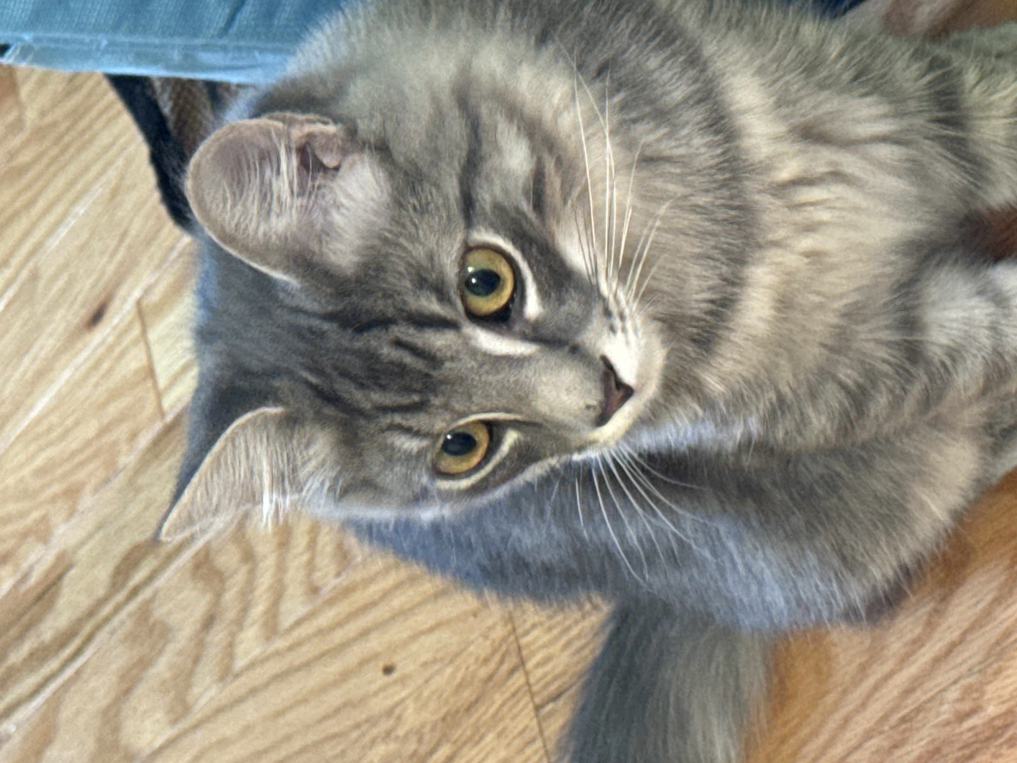 Fergus (bonded with Claire), a Adopted Domestic Long Hair in Crossville, TN image 2/4