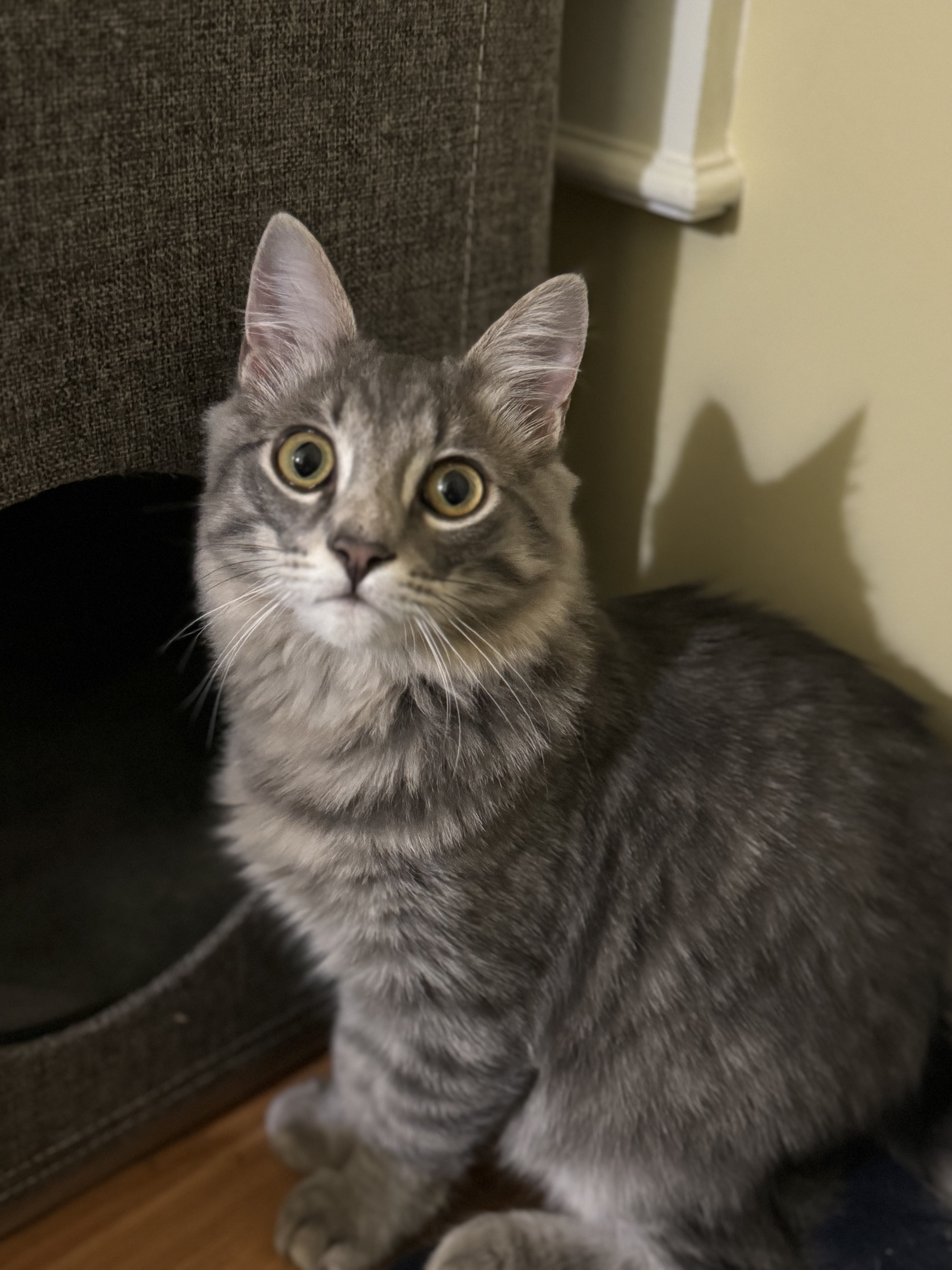 Fergus (bonded with Claire), a Adopted Domestic Long Hair in Crossville, TN image 3/4