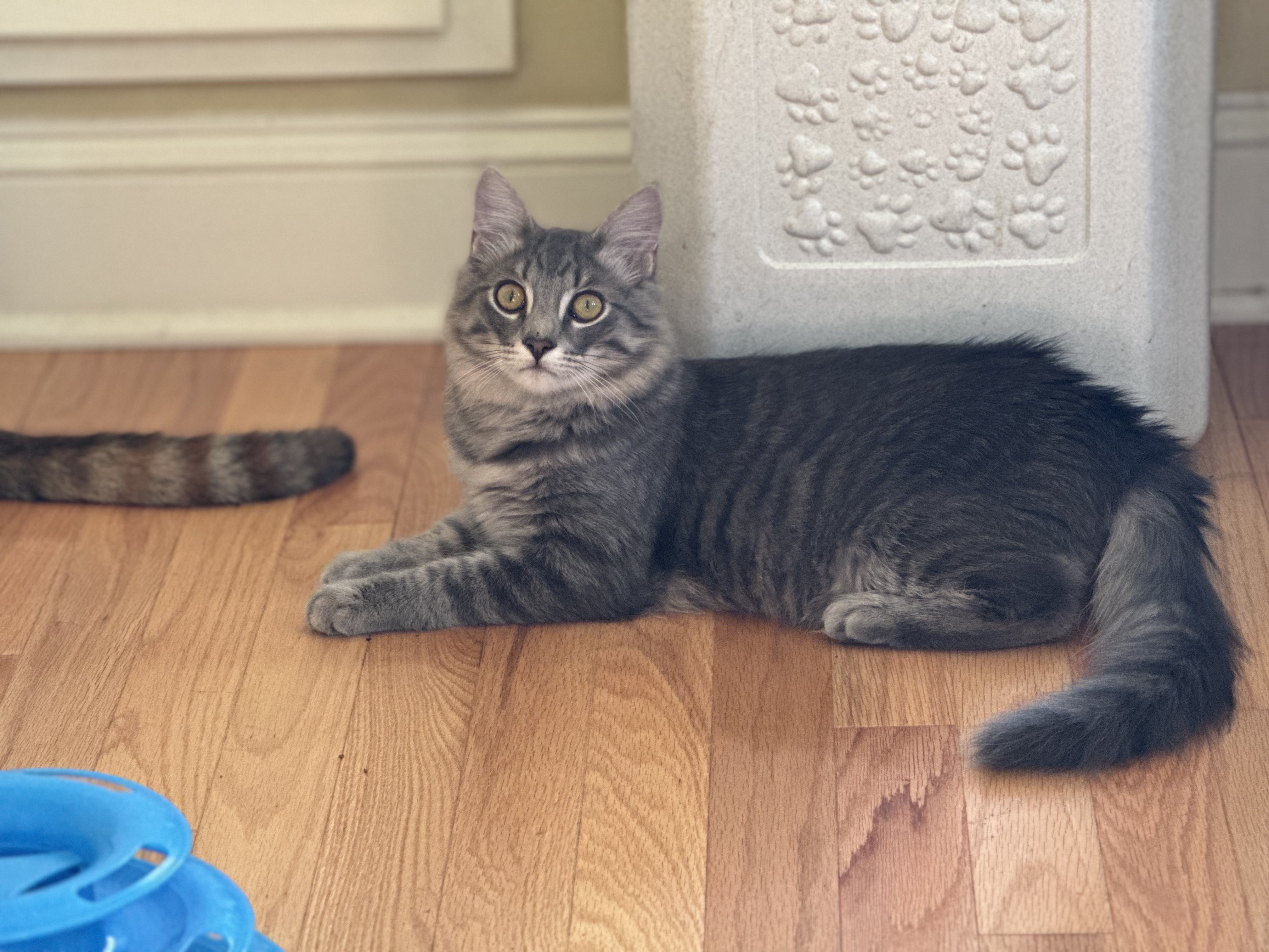 Fergus (bonded with Claire), a Adopted Domestic Long Hair in Crossville, TN image 4/4