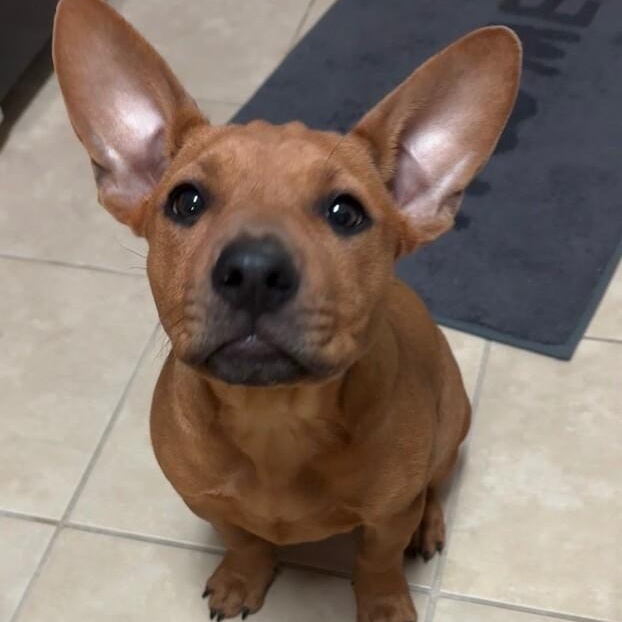 Scarlett NYC — thumbnail 2