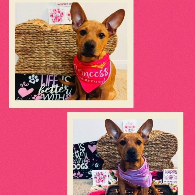 Scarlett NYC — thumbnail 3