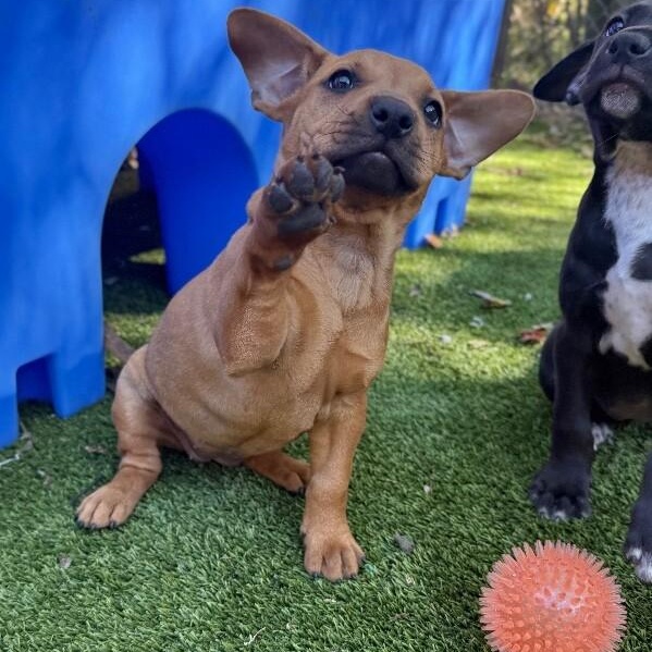 Scarlett NYC — thumbnail 4