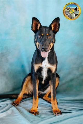 PIXIE, Adoptable, Young Female Australian Kelpie & Mixed Breed.