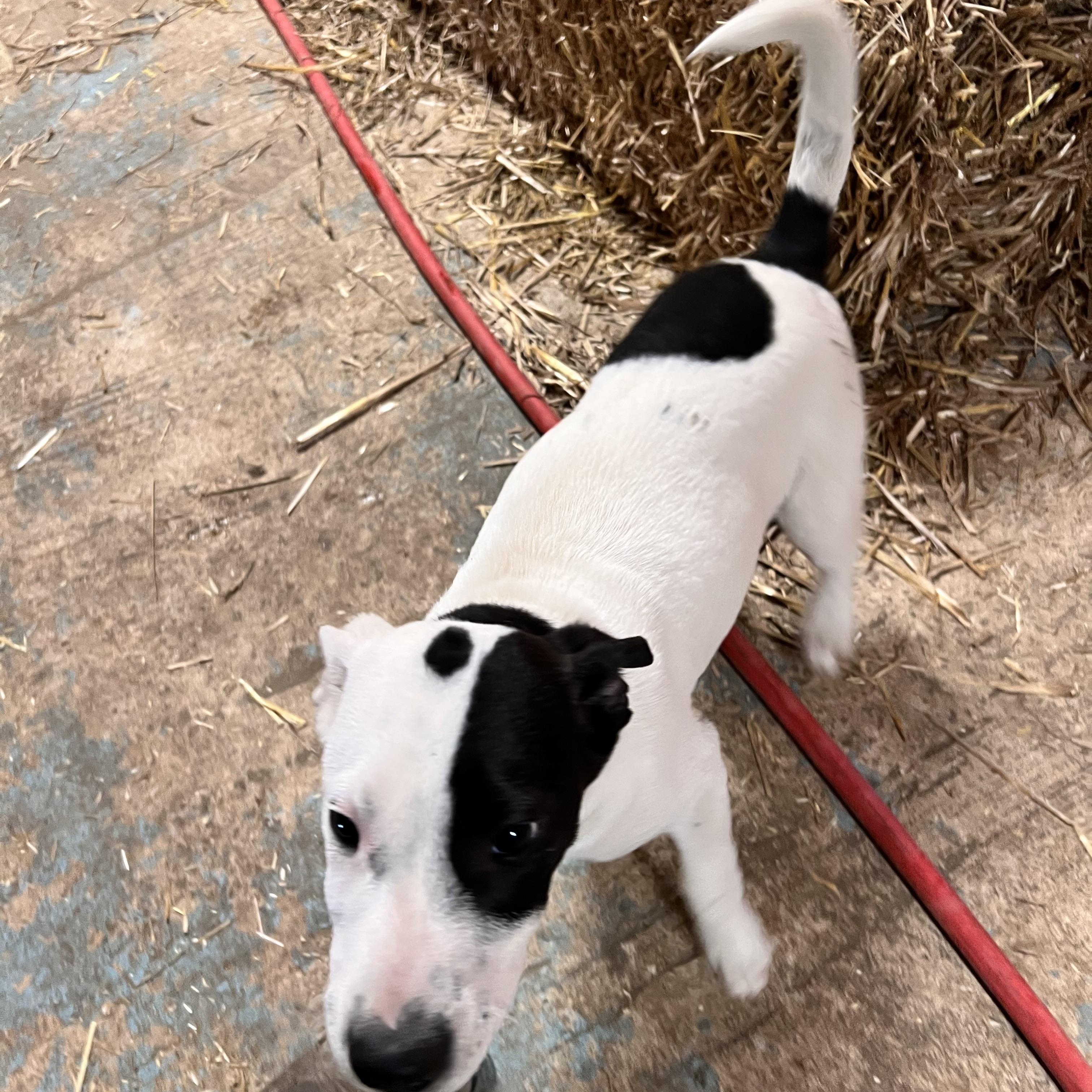 Goose — thumbnail 3