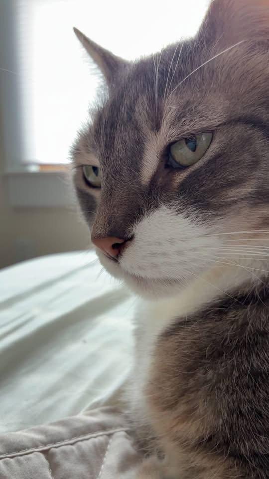 Enlarge Tramp, a Adopted Domestic Short Hair in Penndel, PA image 1/3